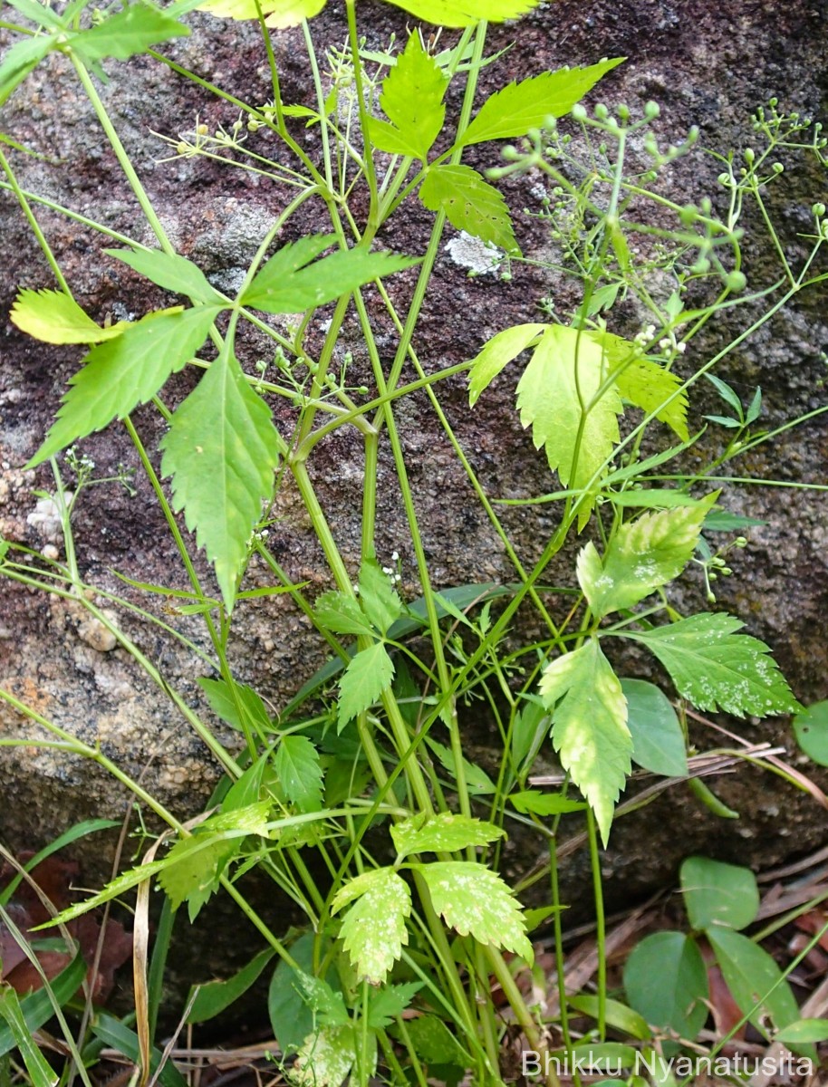 Pimpinella heyneana (DC.) Benth. & Hook.f.